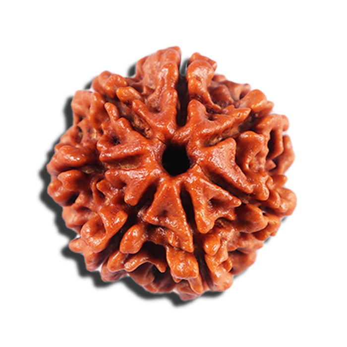 7 Mukhi Nepalese Rudraksha - Bead No 20