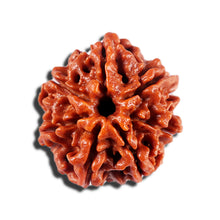 Load image into Gallery viewer, 7 Mukhi Nepalese Rudraksha - Bead No 21
