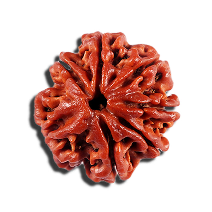 7 Mukhi Nepalese Rudraksha - Bead No. 22