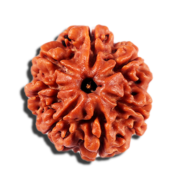 7 Mukhi Nepalese Rudraksha - Bead No 2