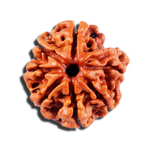 Load image into Gallery viewer, 7 Mukhi Nepalese Rudraksha - Bead No 4
