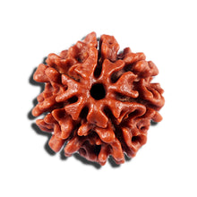 Load image into Gallery viewer, 7 Mukhi Nepalese Rudraksha - Bead No 5
