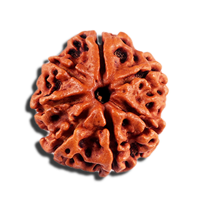 7 Mukhi Nepalese Rudraksha - Bead No 692