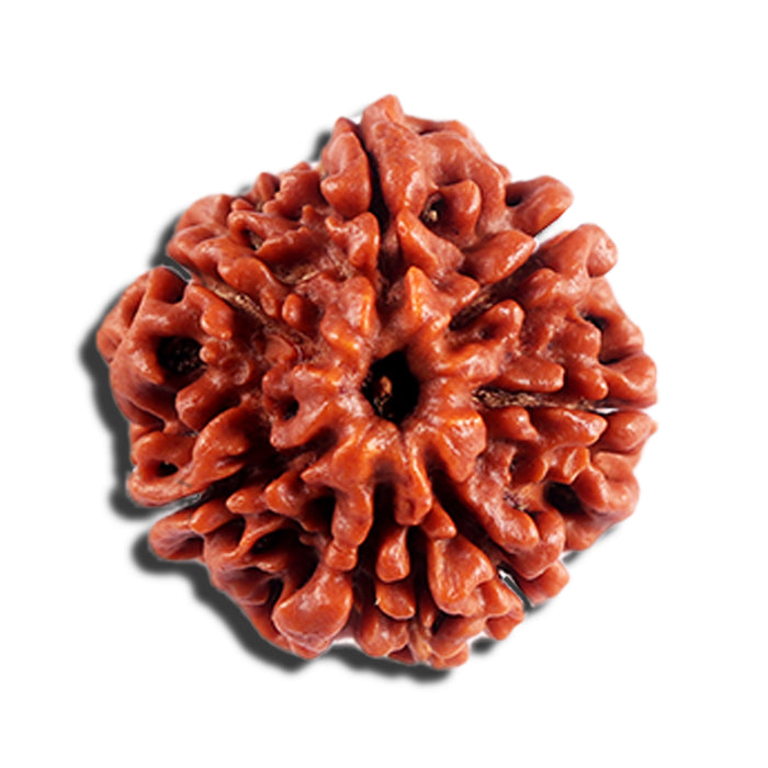 7 Mukhi Nepalese Rudraksha - Bead No 694
