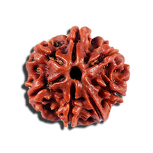 Load image into Gallery viewer, 7 Mukhi Nepalese Rudraksha - Bead No 698
