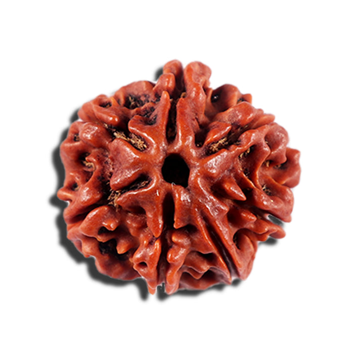 7 Mukhi Nepalese Rudraksha - Bead No 698