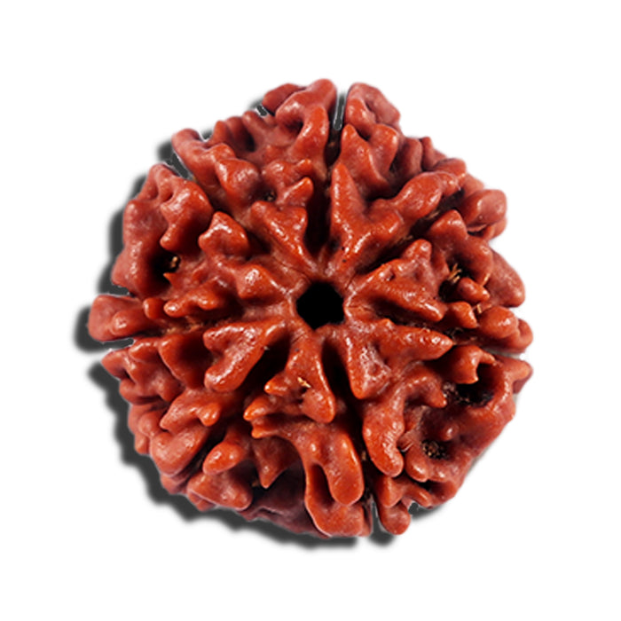 7 Mukhi Nepalese Rudraksha - Bead No 699