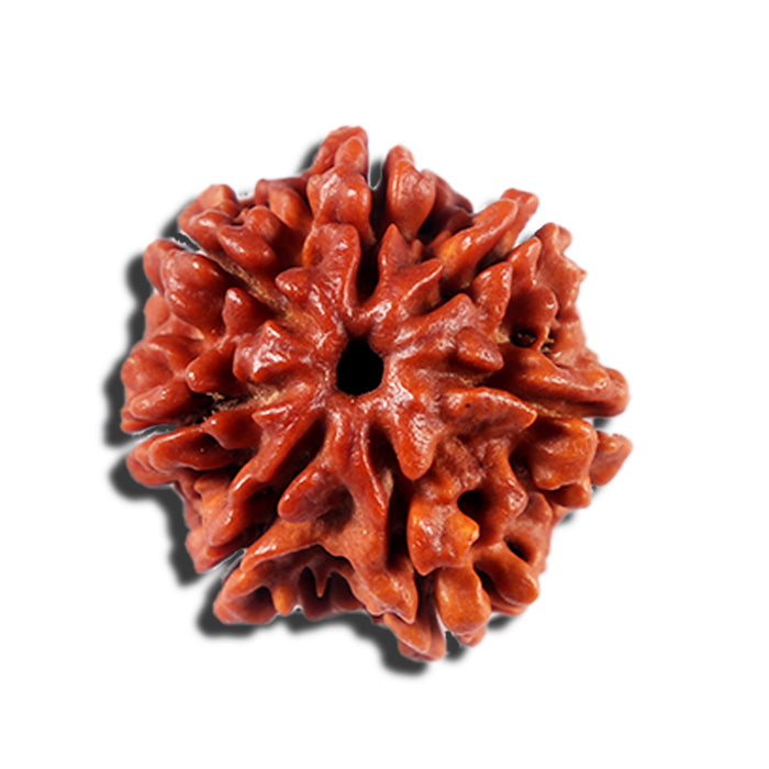 7 Mukhi Nepalese Rudraksha - Bead No 6