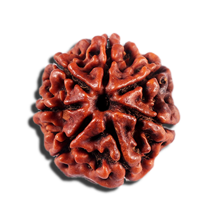7 Mukhi Nepalese Rudraksha - Bead No 701