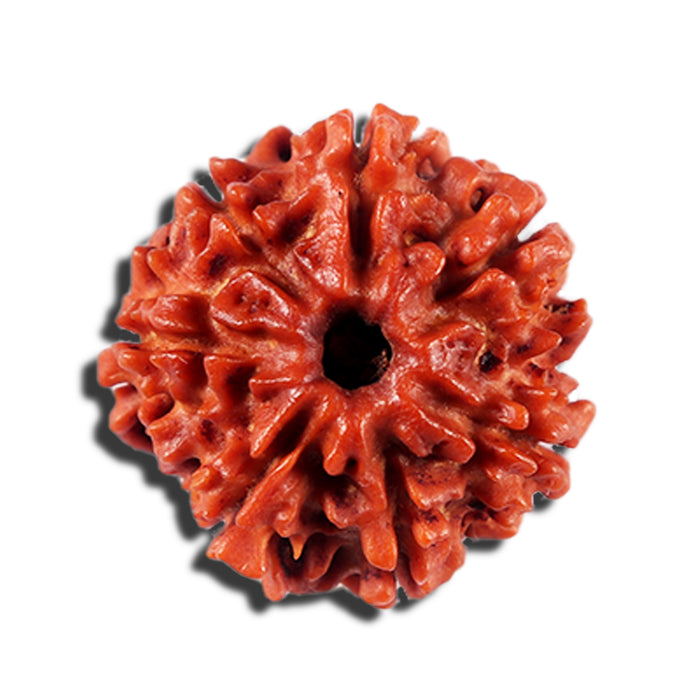 7 Mukhi Nepalese Rudraksha - Bead No 7