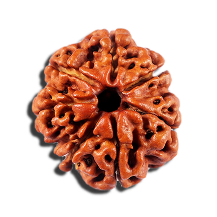 7 Mukhi Nepalese Rudraksha - Bead No 8
