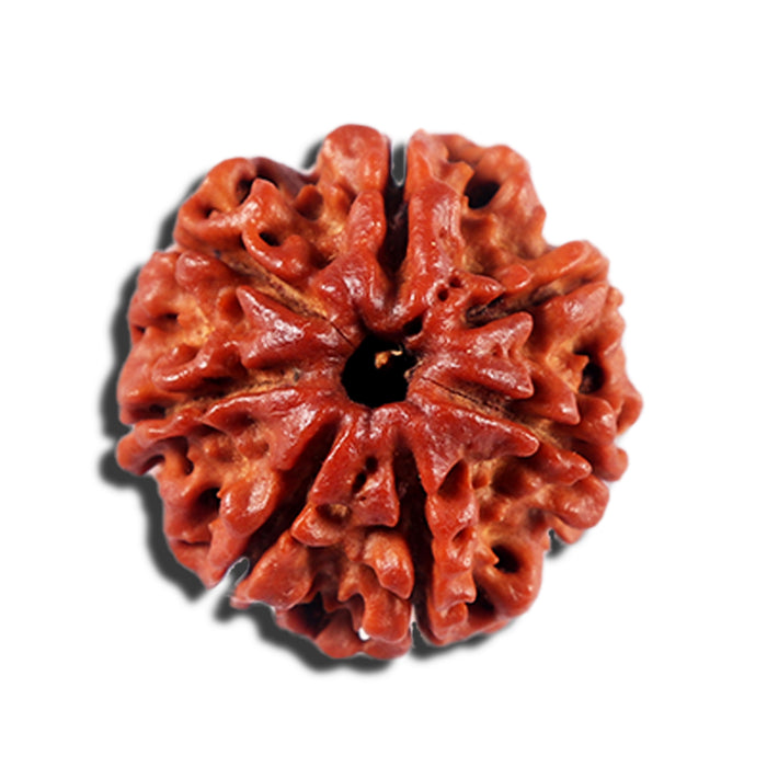 7 Mukhi Nepalese Rudraksha - Bead No 9