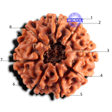 Load image into Gallery viewer, 8 Mukhi Nepalese Rudraksha - Bead No. 464
