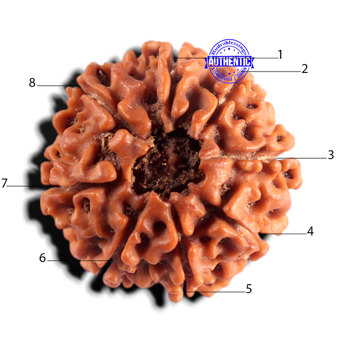 8 Mukhi Nepalese Rudraksha - Bead No. 464