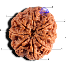 Load image into Gallery viewer, 8 Mukhi Nepalese Rudraksha - Bead No. 465

