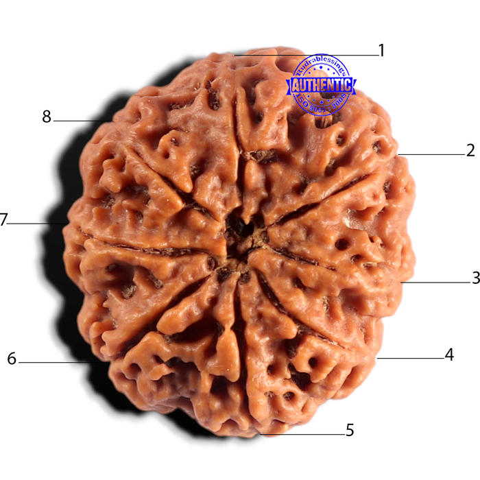 8 Mukhi Nepalese Rudraksha - Bead No. 465