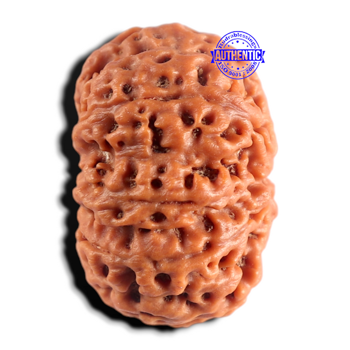 8 Mukhi Nepalese Rudraksha - Bead No. 465