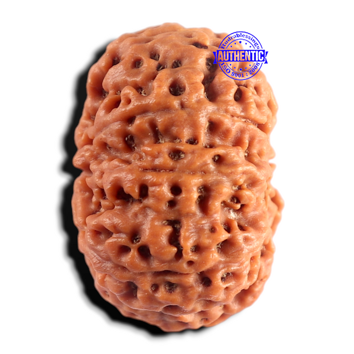 8 Mukhi Nepalese Rudraksha - Bead No. 465