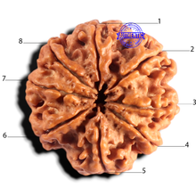 Load image into Gallery viewer, 8 Mukhi Nepalese Rudraksha - Bead No. 466
