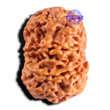 Load image into Gallery viewer, 8 Mukhi Nepalese Rudraksha - Bead No. 466
