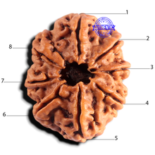 Load image into Gallery viewer, 8 Mukhi Nepalese Rudraksha - Bead No. 467

