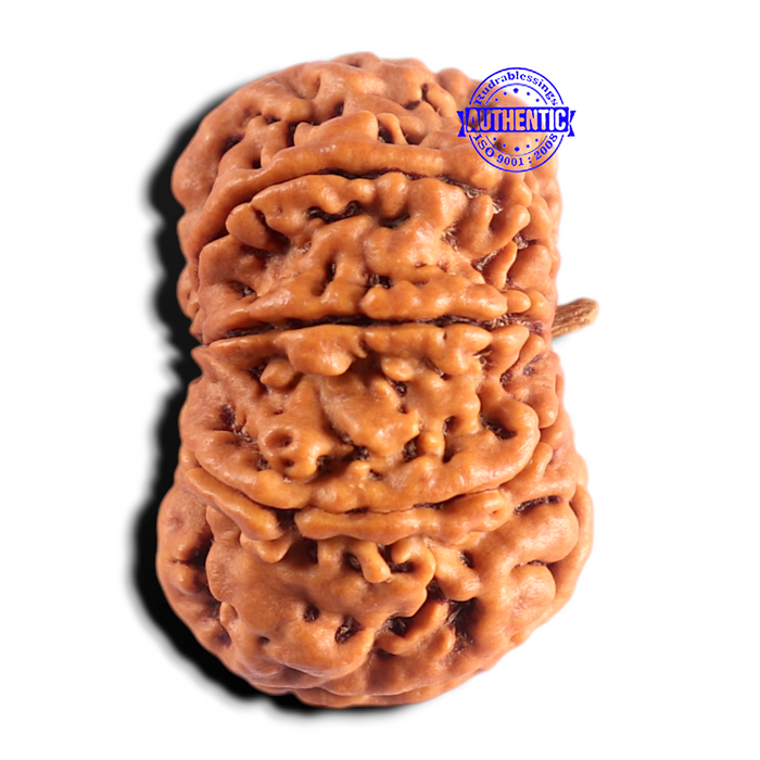 8 Mukhi Nepalese Rudraksha - Bead No. 467