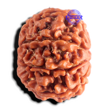 Load image into Gallery viewer, 8 Mukhi Nepalese Rudraksha - Bead No. 468
