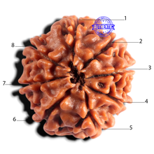 Load image into Gallery viewer, 8 Mukhi Nepalese Rudraksha - Bead No. 469
