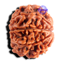 Load image into Gallery viewer, 8 Mukhi Nepalese Rudraksha - Bead No. 469
