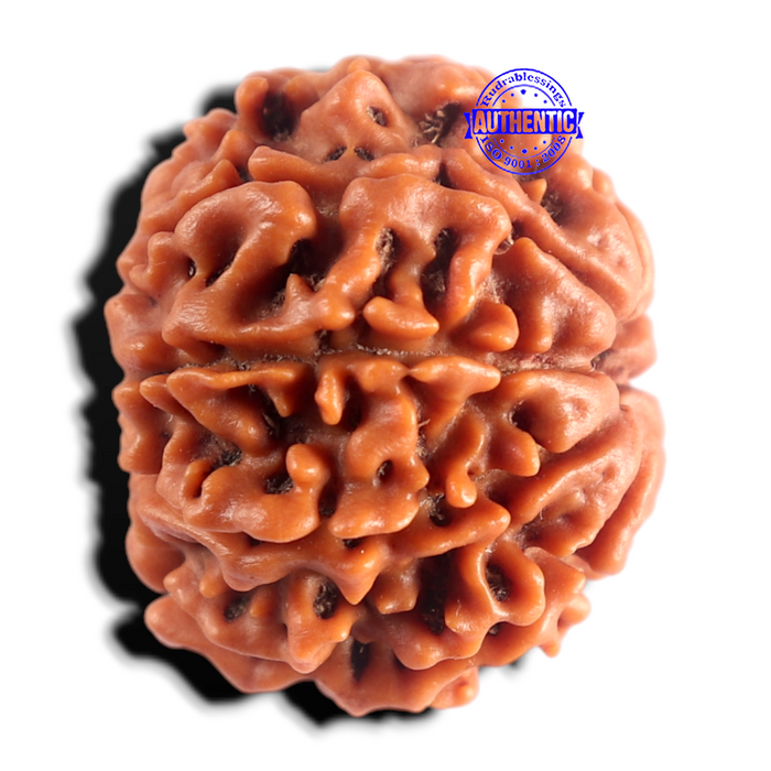 8 Mukhi Nepalese Rudraksha - Bead No. 469