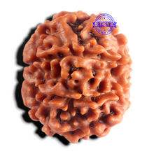 Load image into Gallery viewer, 8 Mukhi Nepalese Rudraksha - Bead No. 469
