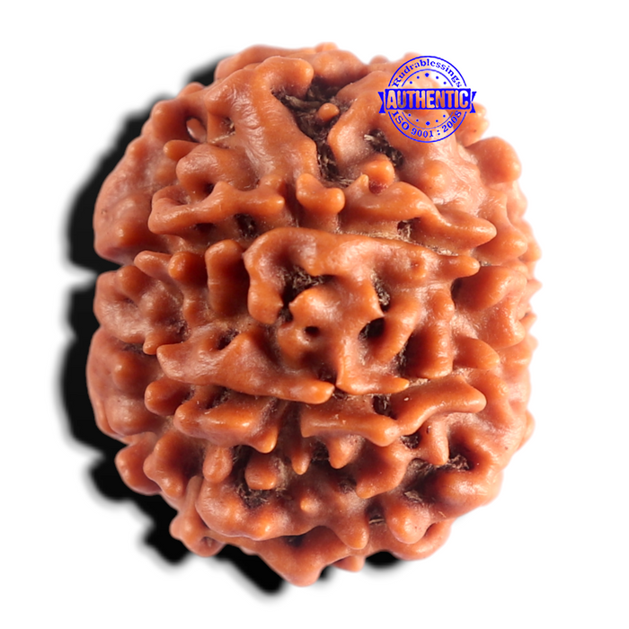 8 Mukhi Nepalese Rudraksha - Bead No. 469