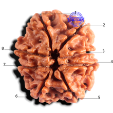 Load image into Gallery viewer, 8 Mukhi Nepalese Rudraksha - Bead No. 470
