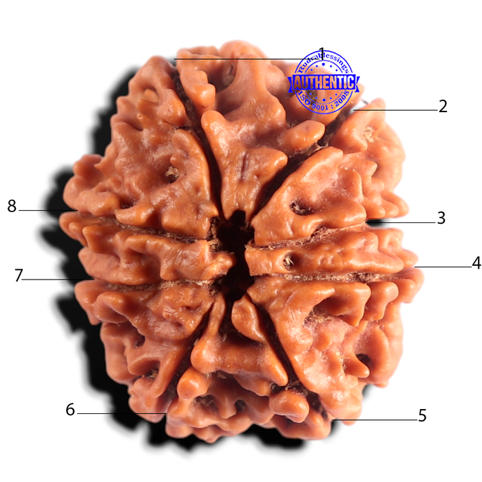 8 Mukhi Nepalese Rudraksha - Bead No. 470