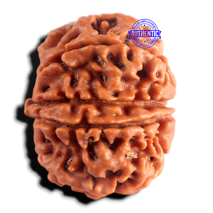 8 Mukhi Nepalese Rudraksha - Bead No. 470