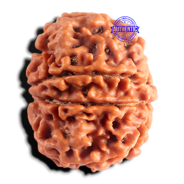 8 Mukhi Nepalese Rudraksha - Bead No. 470