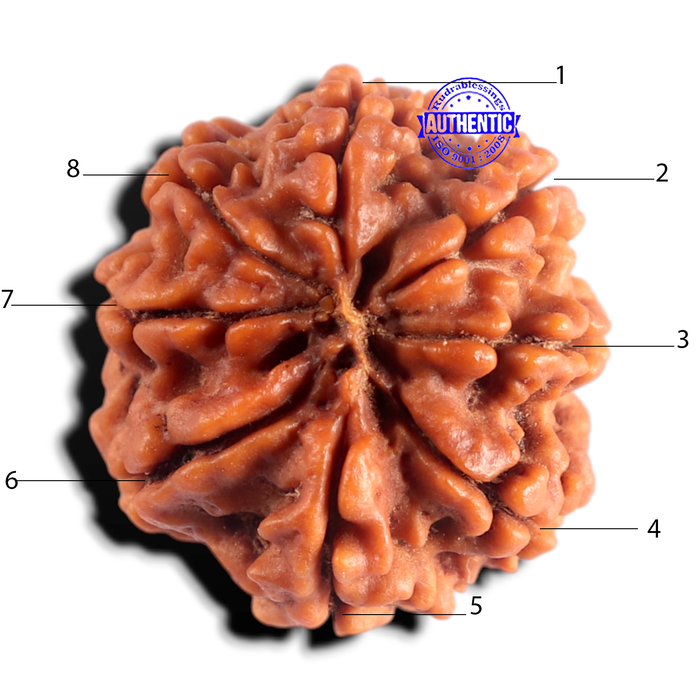 8 Mukhi Nepalese Rudraksha - Bead No. 471