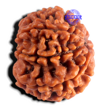 Load image into Gallery viewer, 8 Mukhi Nepalese Rudraksha - Bead No. 471
