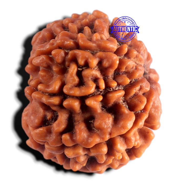 8 Mukhi Nepalese Rudraksha - Bead No. 471
