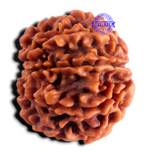 Load image into Gallery viewer, 8 Mukhi Nepalese Rudraksha - Bead No. 472
