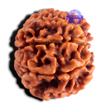 Load image into Gallery viewer, 8 Mukhi Nepalese Rudraksha - Bead No. 472
