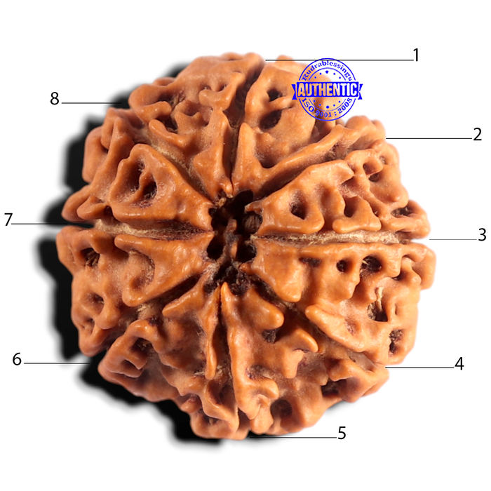 8 Mukhi Nepalese Rudraksha - Bead No. 473