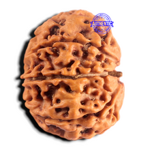 Load image into Gallery viewer, 8 Mukhi Nepalese Rudraksha - Bead No. 473
