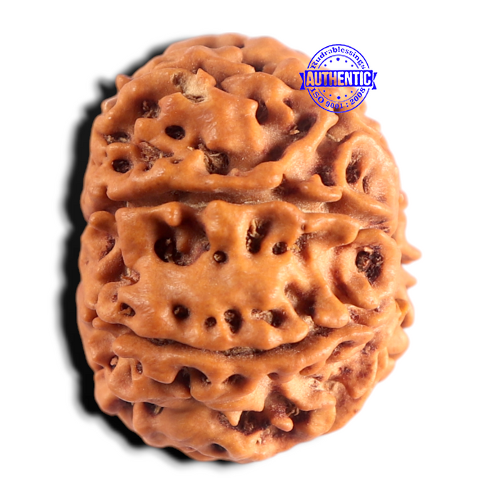 8 Mukhi Nepalese Rudraksha - Bead No. 473