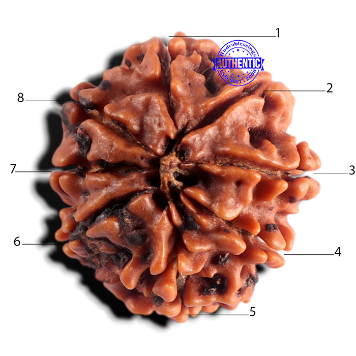 8 Mukhi Nepalese Rudraksha - Bead No. 474