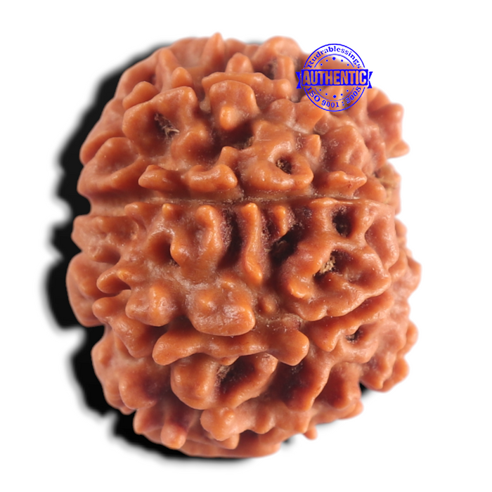 8 Mukhi Nepalese Rudraksha - Bead No. 475