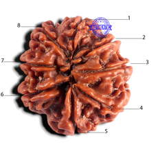 Load image into Gallery viewer, 8 Mukhi Nepalese Rudraksha - Bead No. 476
