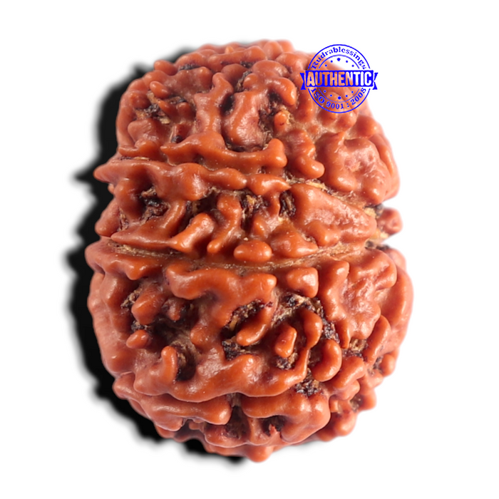 8 Mukhi Nepalese Rudraksha - Bead No. 476
