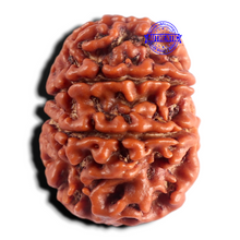 Load image into Gallery viewer, 8 Mukhi Nepalese Rudraksha - Bead No. 476
