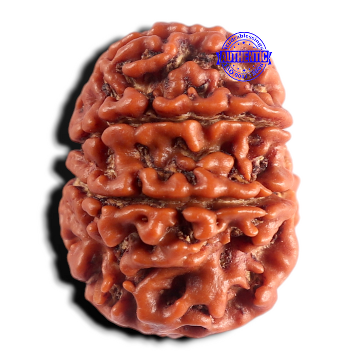 8 Mukhi Nepalese Rudraksha - Bead No. 476